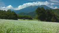 夏の無料壁紙 開田高原 そば畑 御嶽山